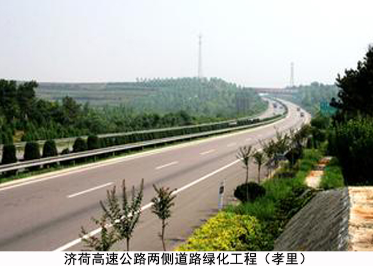 济荷高速公路两侧道路绿化工程（孝里）